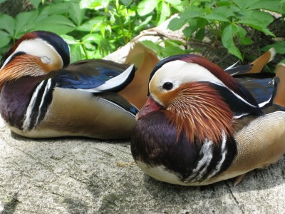 stuffed mandarin duck