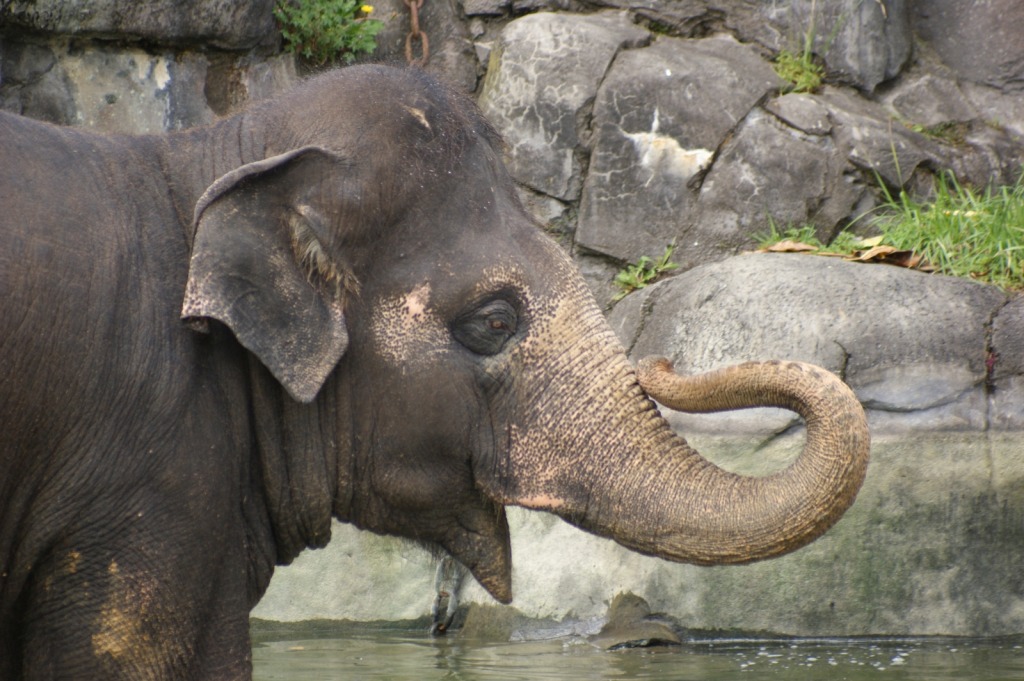 Elefant im Auckland-Zoo jigsaw puzzle in Tiere puzzles on TheJigsawPuzzles.com