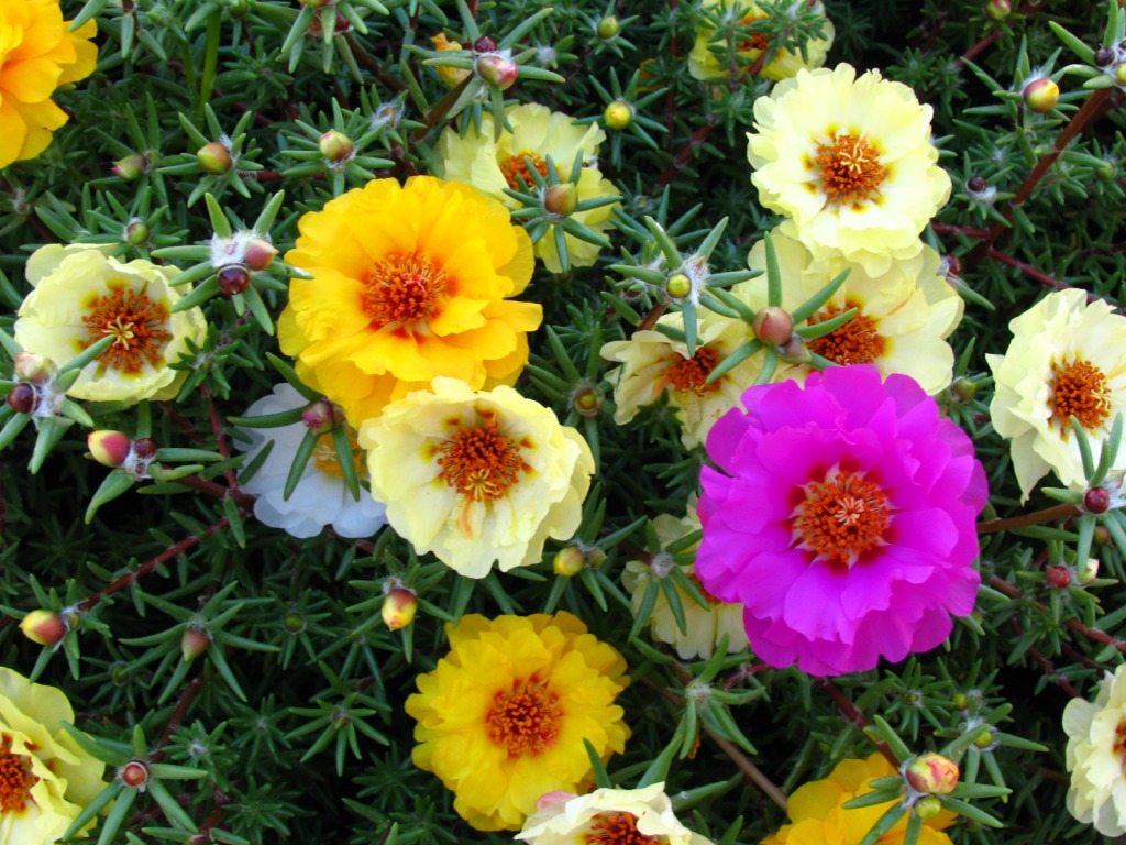 Portulaca, or Moss Rose jigsaw puzzle in Flowers puzzles on TheJigsawPuzzles.com