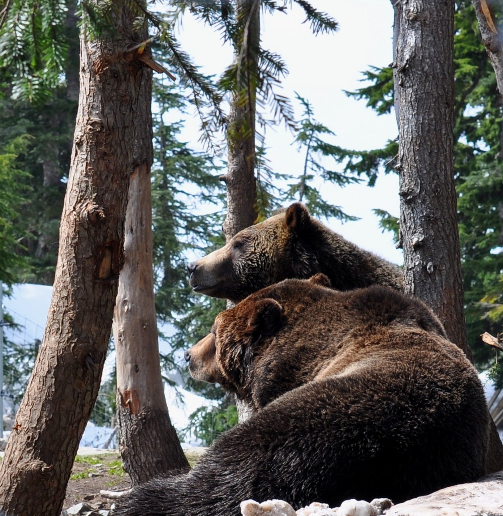 Grizzly Bears jigsaw puzzle in Animals puzzles on TheJigsawPuzzles.com
