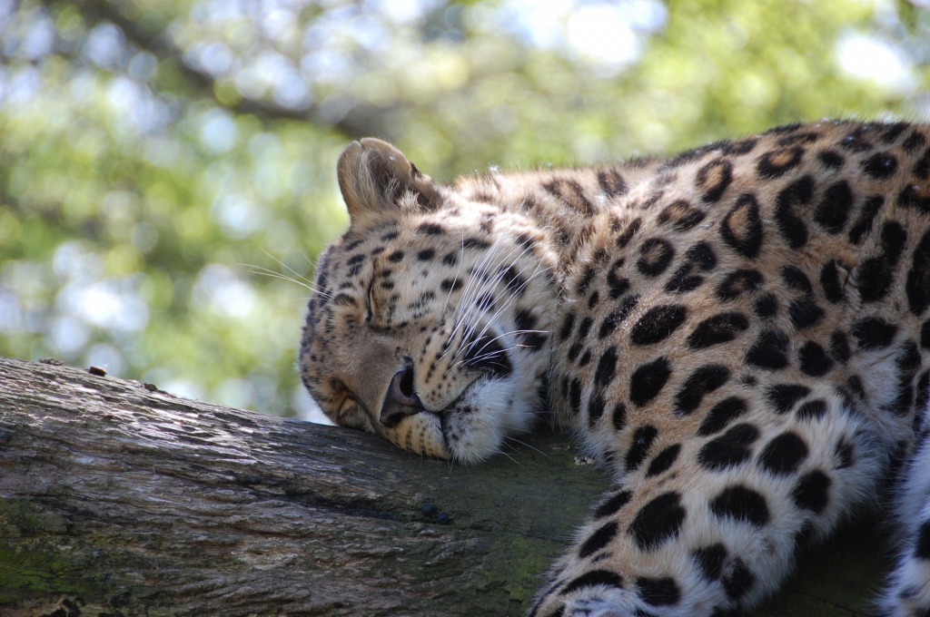 Leopard Sleeping jigsaw puzzle in Animals puzzles on TheJigsawPuzzles.com