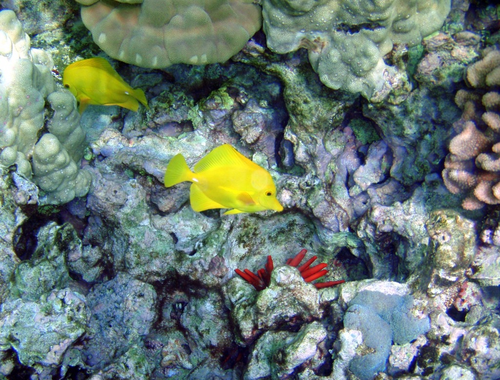 Récifs coraliens avec des Saveurs Jaunes à Kona jigsaw puzzle in Sous les mers puzzles on TheJigsawPuzzles.com