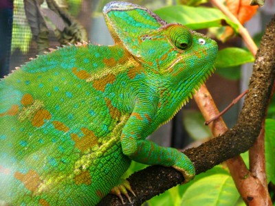 Veiled Chameleon jigsaw puzzle in Macro puzzles on TheJigsawPuzzles.com