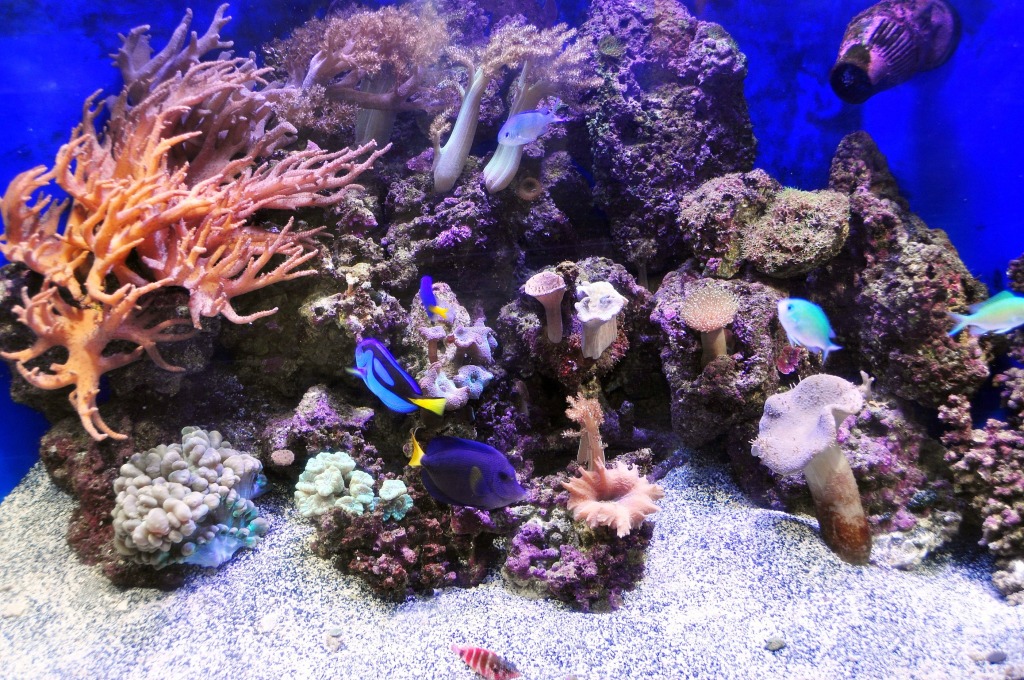 Nano Reef jigsaw puzzle in Under the Sea puzzles on TheJigsawPuzzles.com