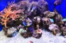 Nano Reef