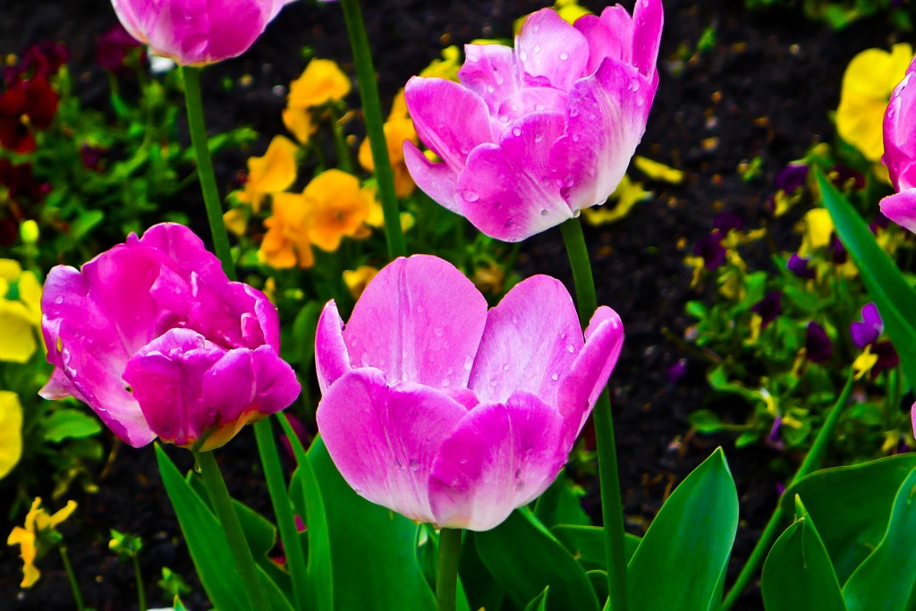 Tulips jigsaw puzzle in Flowers puzzles on TheJigsawPuzzles.com