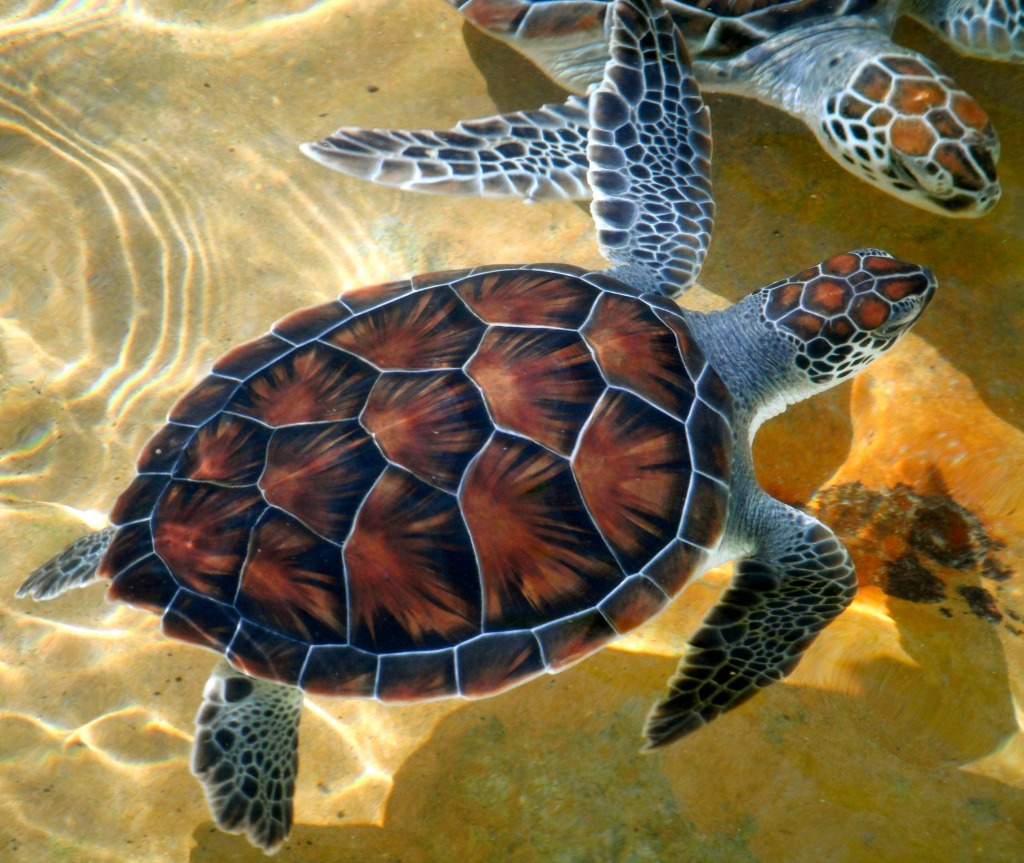 Tortue de mer jigsaw puzzle in Animaux puzzles on TheJigsawPuzzles.com