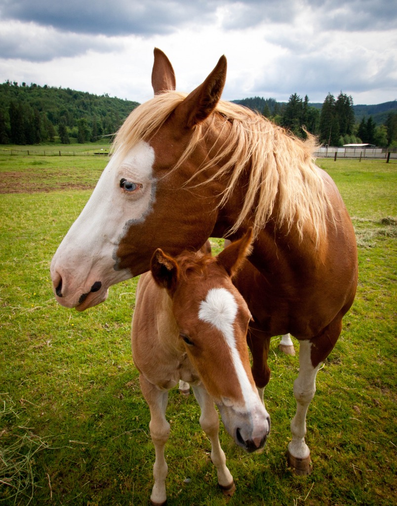 Mother and Child in Arlington Park jigsaw puzzle in Animals puzzles on TheJigsawPuzzles.com
