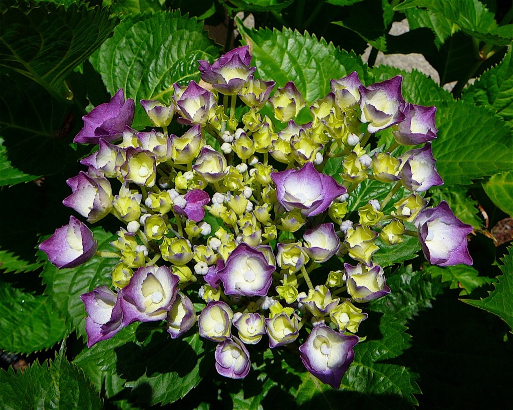 Hydrangea jigsaw puzzle in Flowers puzzles on TheJigsawPuzzles.com