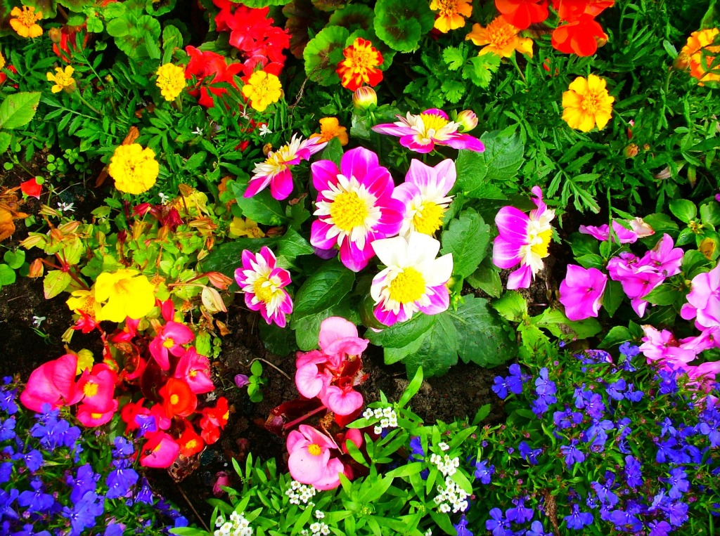 Summer Gems jigsaw puzzle in Flowers puzzles on TheJigsawPuzzles.com