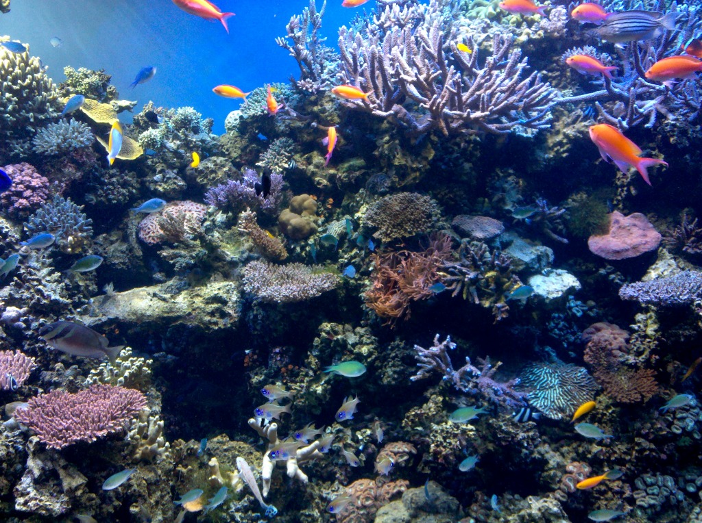 Scène de coraux, aquarium de la baie de Monterey jigsaw puzzle in Sous les mers puzzles on TheJigsawPuzzles.com
