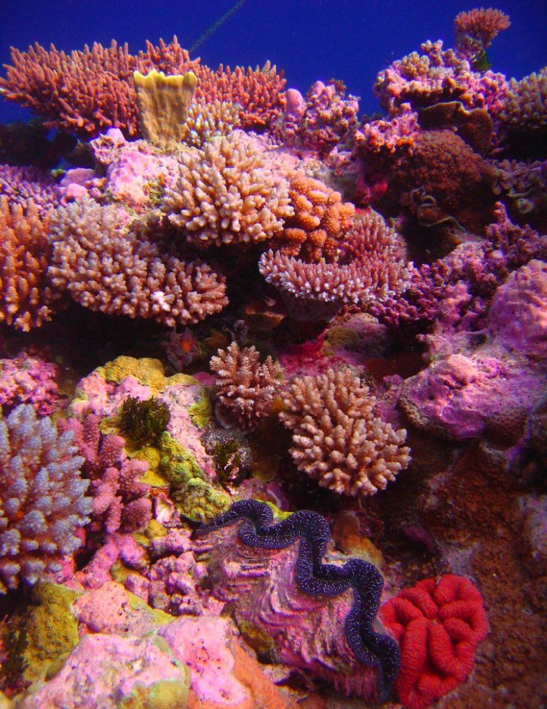 Jardin de coraux, Récif d'Osprey jigsaw puzzle in Sous les mers puzzles on TheJigsawPuzzles.com