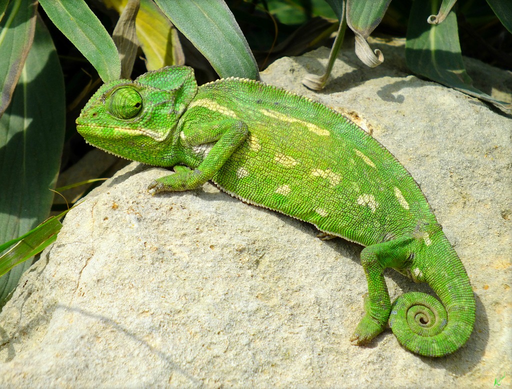 A Small Chameleon jigsaw puzzle in Macro puzzles on TheJigsawPuzzles.com