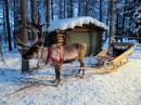 Reindeer Sleigh Ride, Lapland