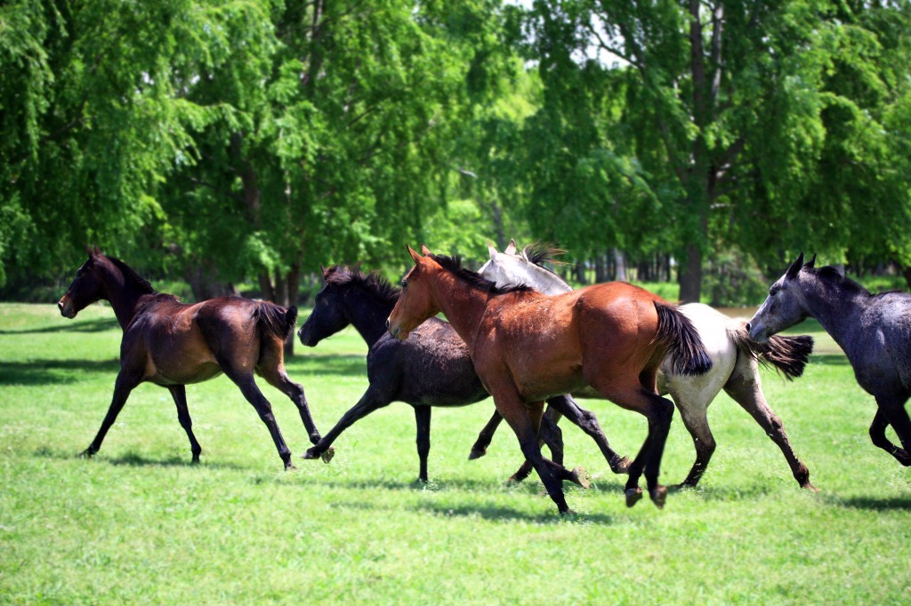 Cavalos Livres jigsaw puzzle in Animais puzzles on TheJigsawPuzzles.com