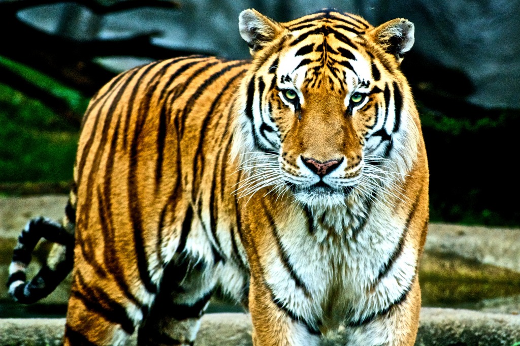 Big Kitty in Detroit Zoo jigsaw puzzle in Пазл дня puzzles on TheJigsawPuzzles.com