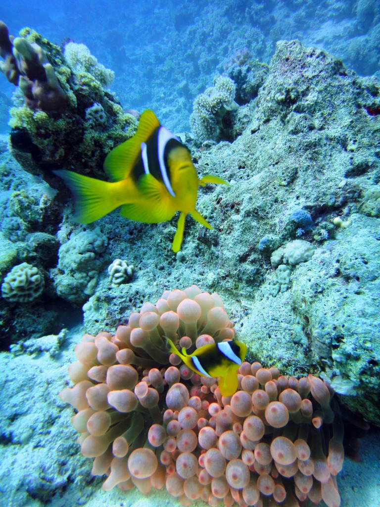 Anemone & Clownfish, Middle Garden Reef jigsaw puzzle in Puzzle of the Day puzzles on TheJigsawPuzzles.com