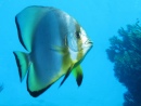 Orbicular Spadefish, Red Sea, Egypt