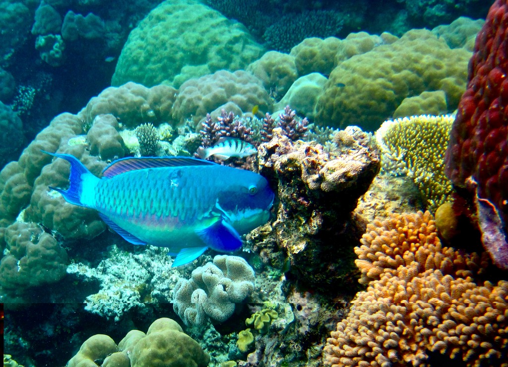 The Great Barrier Reef jigsaw puzzle in Under the Sea puzzles on TheJigsawPuzzles.com