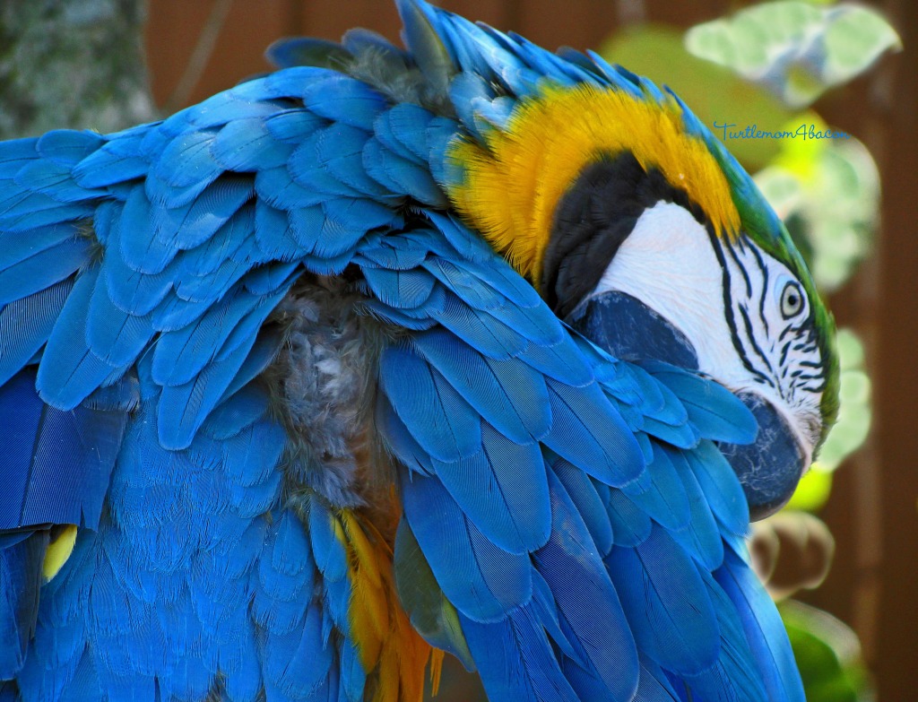 Macaw Parrot at Gatorland, Orlando jigsaw puzzle in Animals puzzles on TheJigsawPuzzles.com