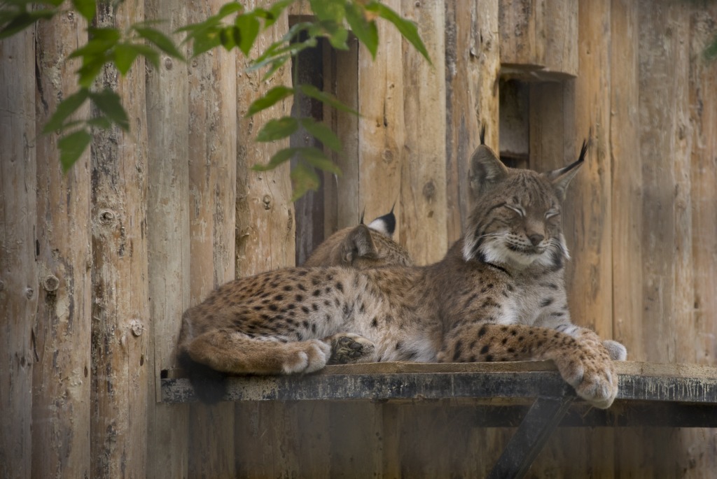 Resting Lynx jigsaw puzzle in Animals puzzles on TheJigsawPuzzles.com