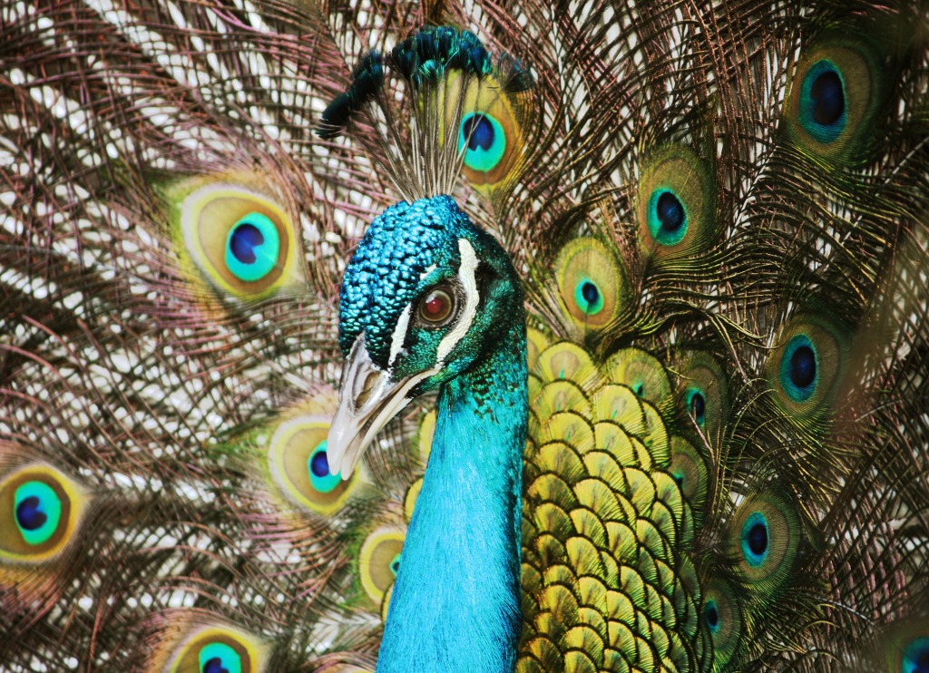 Blauer Pfau in Barbados Wildlife Reserve jigsaw puzzle in Tiere puzzles on TheJigsawPuzzles.com