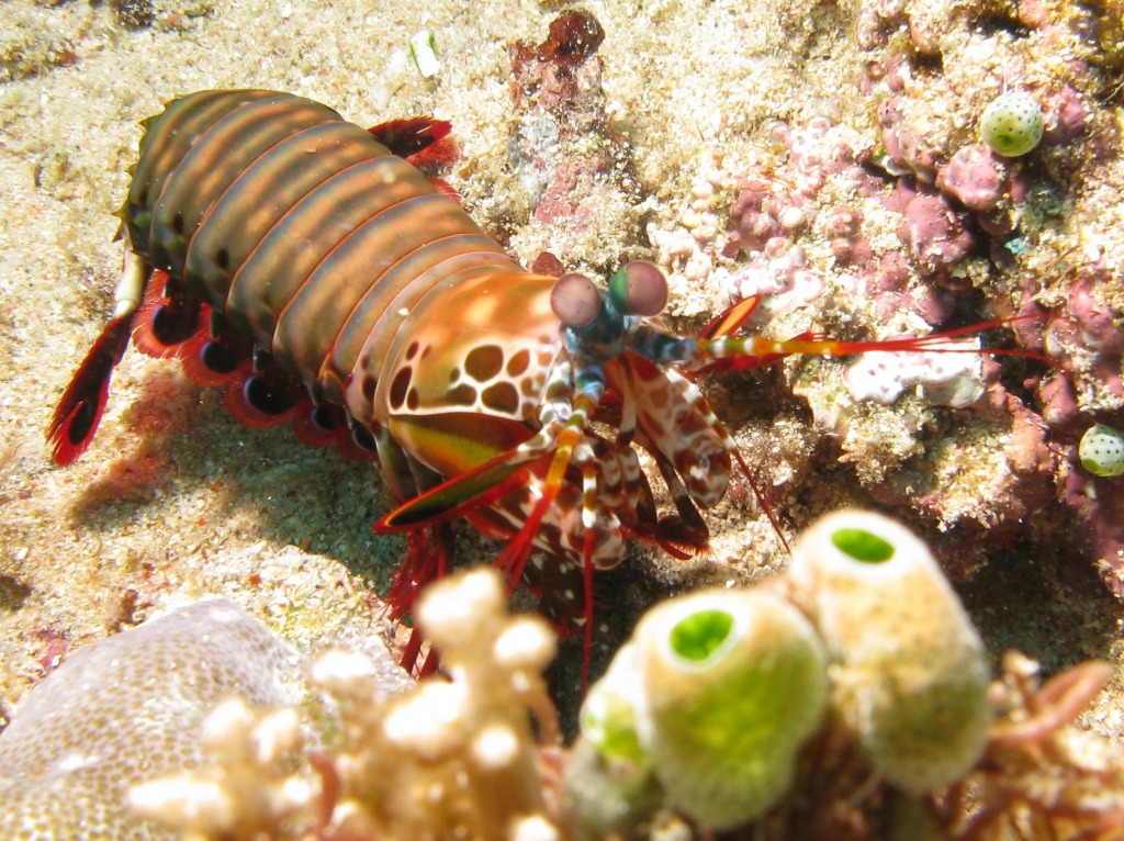 Mantis Shrimp jigsaw puzzle in Under the Sea puzzles on TheJigsawPuzzles.com