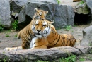Tigers in Berlin Tierpark