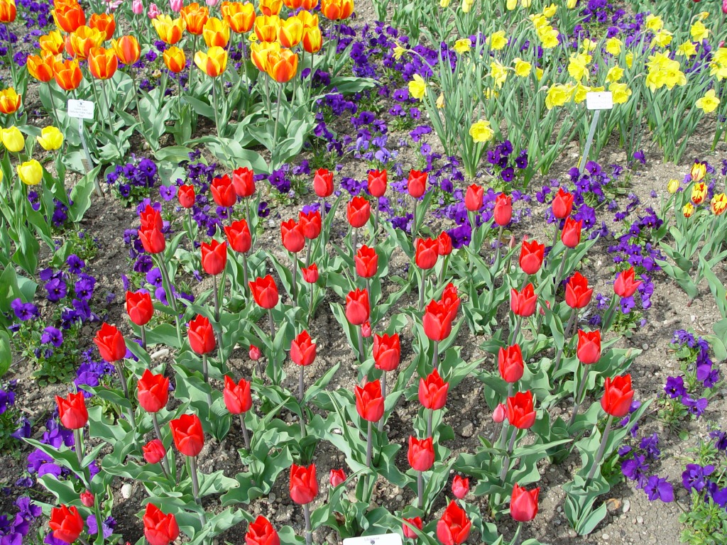 A Carpet of Tulips jigsaw puzzle in Flowers puzzles on TheJigsawPuzzles.com