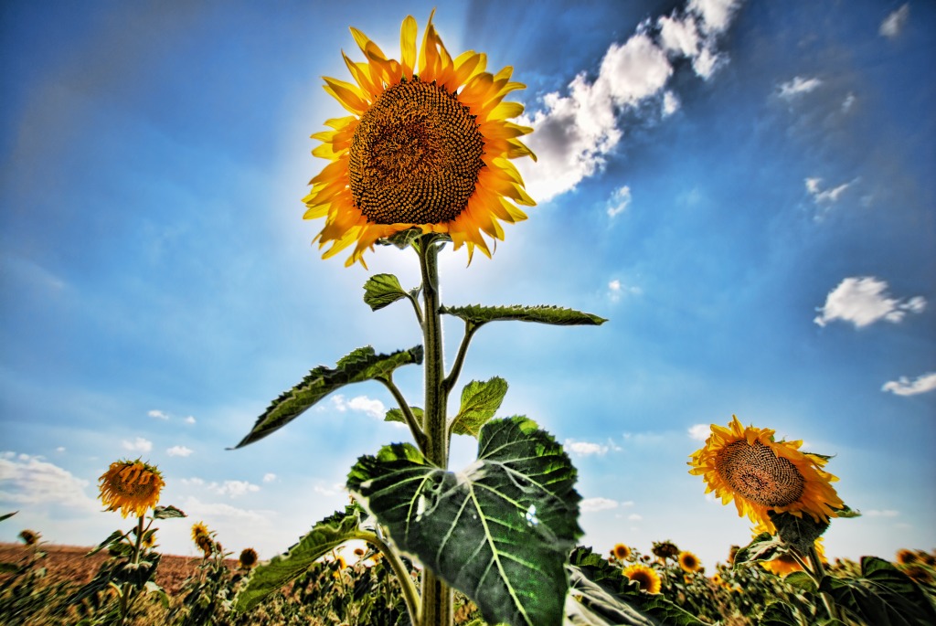 Sunflowers jigsaw puzzle in People puzzles on TheJigsawPuzzles.com