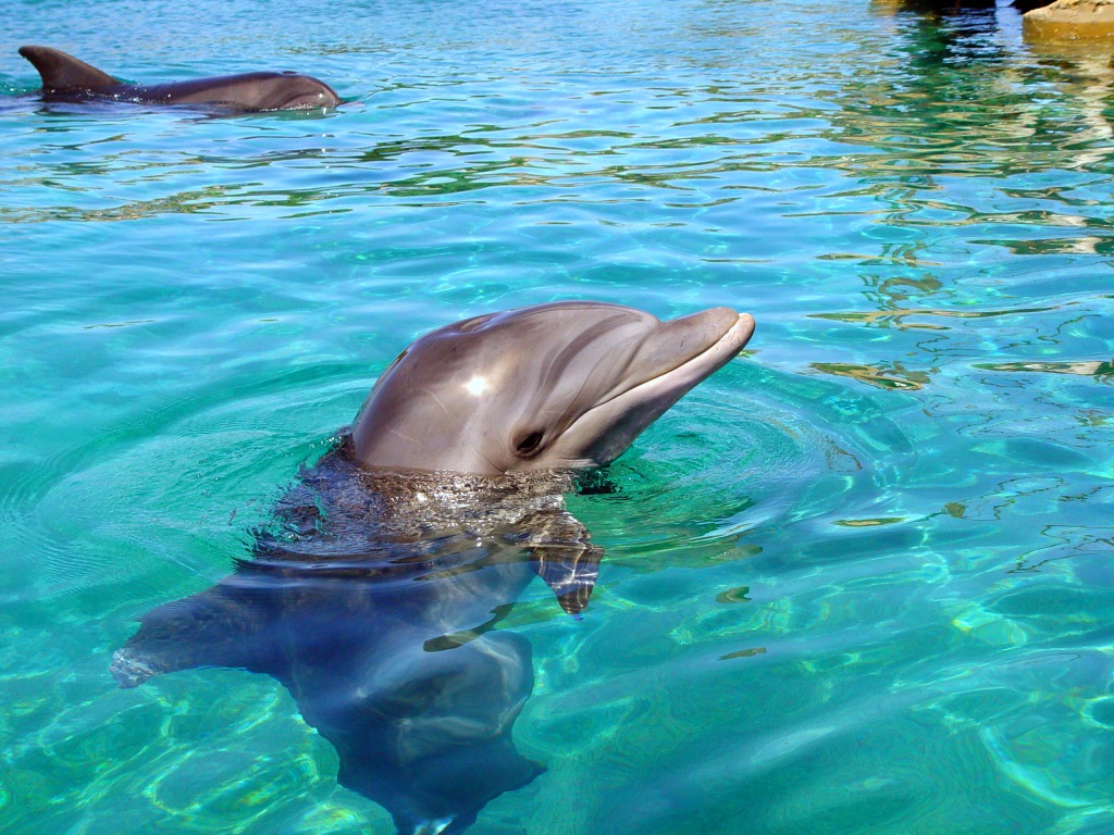 Dolphin jigsaw puzzle in Animals puzzles on TheJigsawPuzzles.com