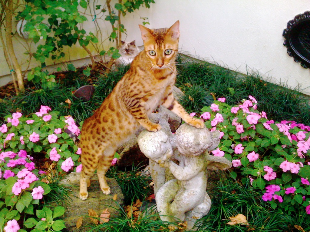Bangie die Bengalkatze jigsaw puzzle in Tiere puzzles on TheJigsawPuzzles.com