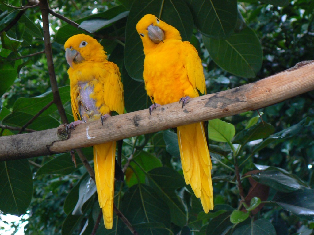 Conures-d'or jigsaw puzzle in Animaux puzzles on TheJigsawPuzzles.com