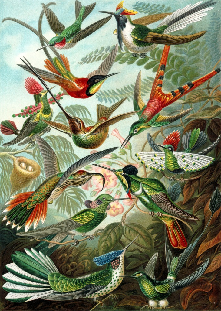 Hummingbirds jigsaw puzzle in Puzzle of the Day puzzles on TheJigsawPuzzles.com