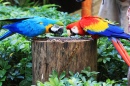 Parrots in Singapore