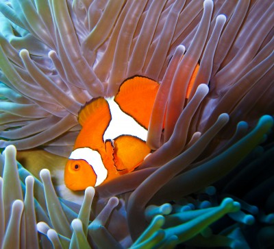 Nemo jigsaw puzzle in Under the Sea puzzles on TheJigsawPuzzles.com ...