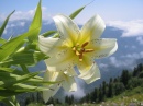 Alpine Flower