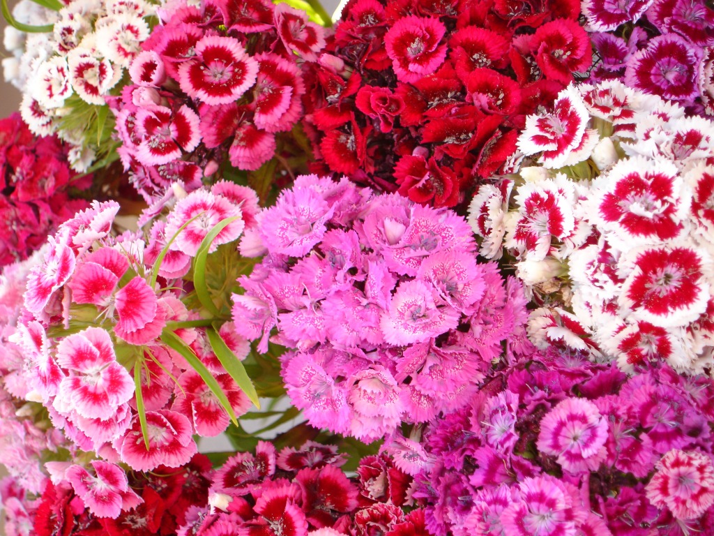 June Flowers - Sweet William jigsaw puzzle in Flowers puzzles on TheJigsawPuzzles.com