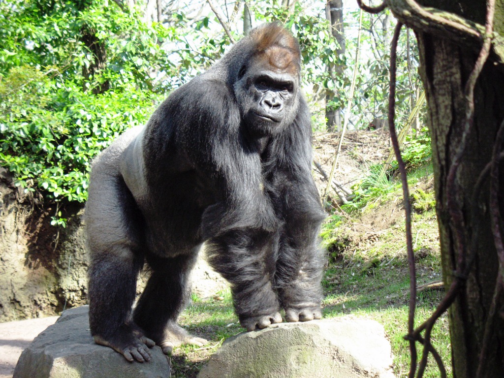 Gorilla im Bronx-Zoo jigsaw puzzle in Tiere puzzles on TheJigsawPuzzles.com