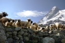 Matterhorn Sheep