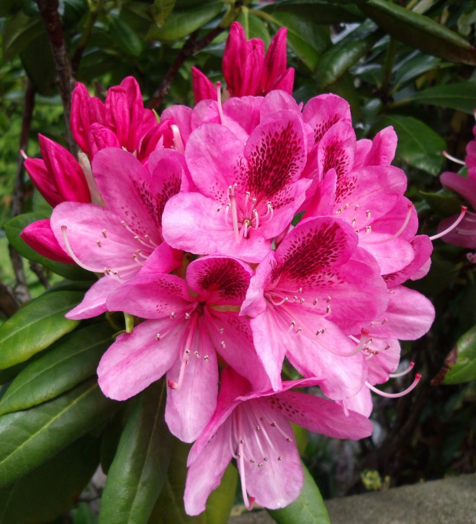 Flor de Rododendro jigsaw puzzle in Flores puzzles on TheJigsawPuzzles.com