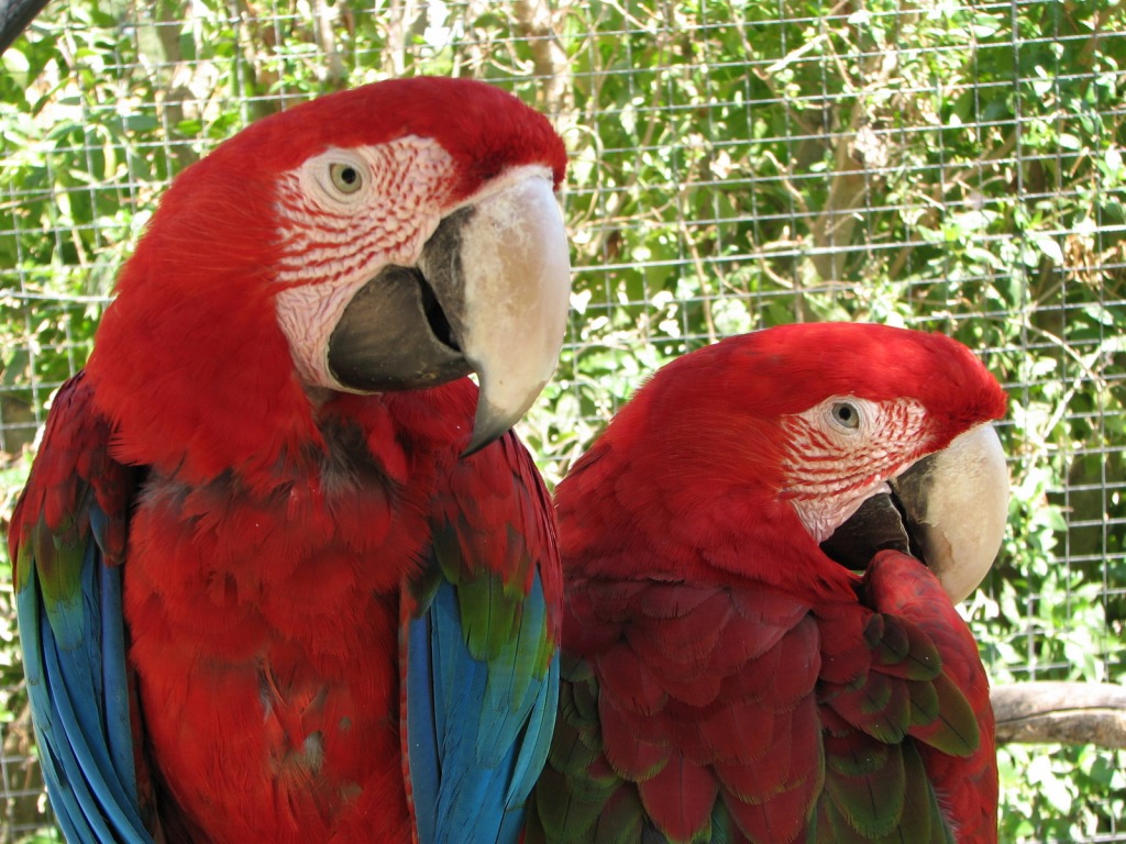 Macaw Parrots jigsaw puzzle in Animals puzzles on TheJigsawPuzzles.com