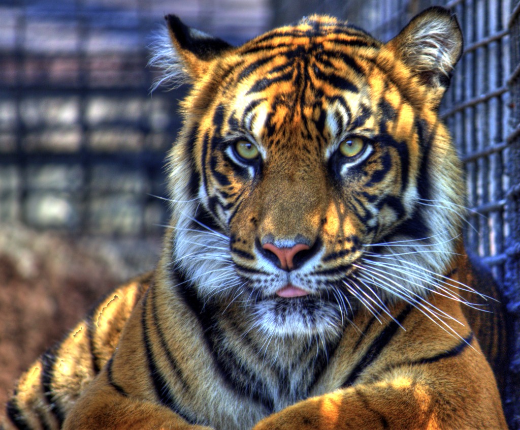 Tiger im Topeka-Zoo jigsaw puzzle in Tiere puzzles on TheJigsawPuzzles.com