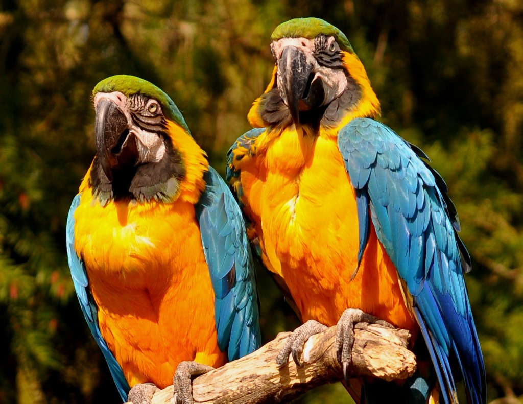 Parrots jigsaw puzzle in Animals puzzles on TheJigsawPuzzles.com