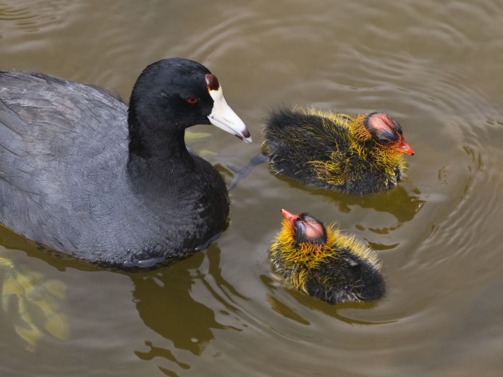 American Coot Family jigsaw puzzle in Animals puzzles on TheJigsawPuzzles.com