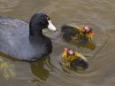American Coot Family