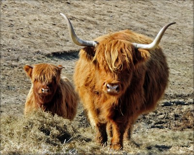 Highland Cow and Calf jigsaw puzzle in Animals puzzles on ...