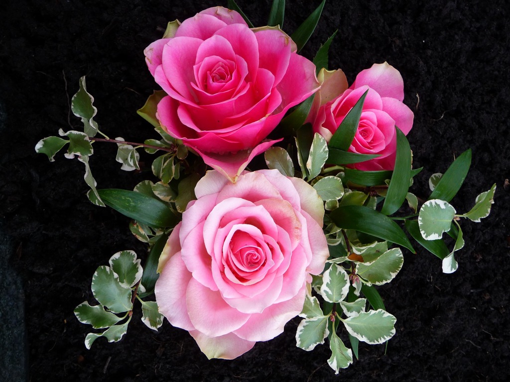 Three Roses jigsaw puzzle in Flowers puzzles on TheJigsawPuzzles.com