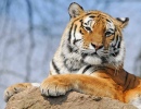 Tiger in Dartmoor Zoo