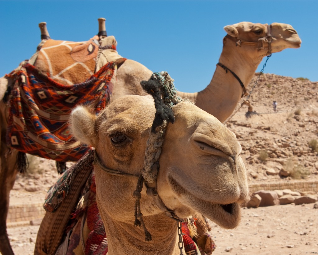 Camel in Petra, the Hidden City jigsaw puzzle in Animals puzzles on TheJigsawPuzzles.com